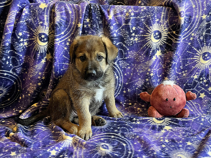 chinook puppy